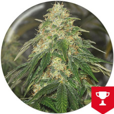 Some Sweet feminised (Medical Seeds)