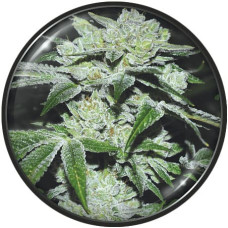 Sour Glue feminised (Medical Seeds)