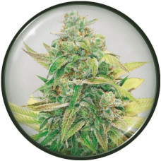 Strawberry Cake CBD feminised (Medical Seeds)