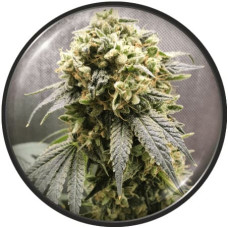 Superfruit CBD feminised (Medical Seeds)
