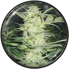 White Widow feminised (Medical Seeds)