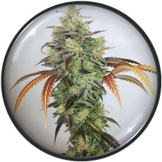 Y Griega CBD 2.0 feminised (Medical Seeds)