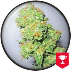 Y Griega CBD feminised (Medical Seeds)