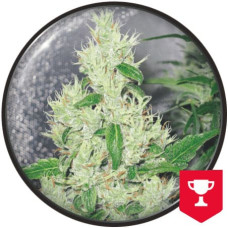 Y Griega feminised (Medical Seeds)