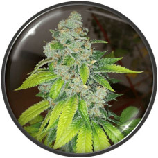 Zkittlez feminised (Medical Seeds)