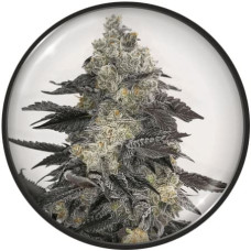 Pink Sherbert feminised (Medical Seeds)