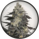 Семена конопли Pink Sherbert fem. Medical Seeds