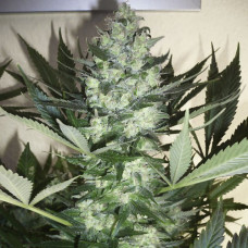 AK-47 auto feminised (NeuroSeeds)