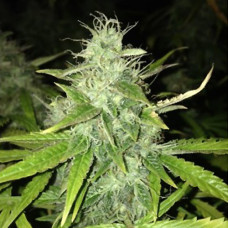 Alter Ego auto feminised (NeuroSeeds)