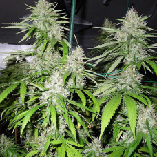 Amnesia auto feminised (NeuroSeeds)