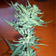 Семена конопли Cheese autofem. NeuroSeeds