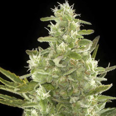 Cheese auto feminised (NeuroSeeds)