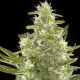 Семена конопли Cheese autofem. NeuroSeeds