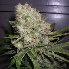 Creative Reactor auto feminised (NeuroSeeds)