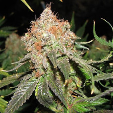 Jack Herer auto feminised (NeuroSeeds)