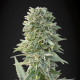 Насіння коноплі Jack Herer autofem. NeuroSeeds