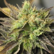 New York Diesel auto feminised (NeuroSeeds)