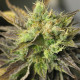 Семена конопли New York Diesel autofem. NeuroSeeds