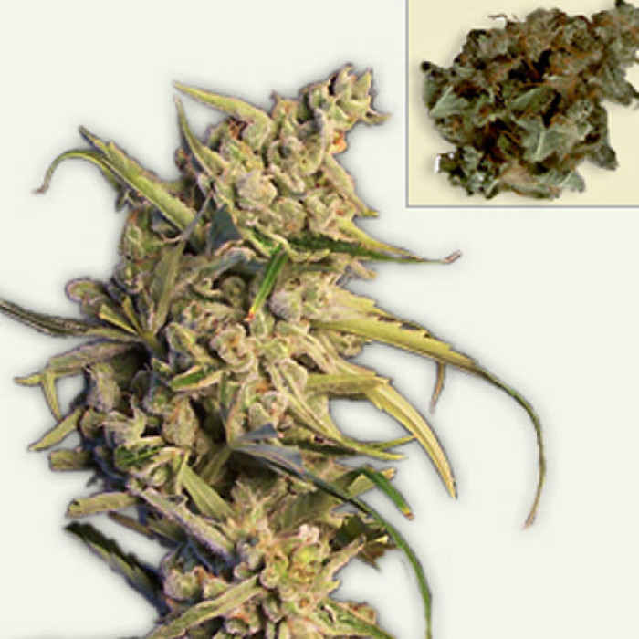 Семена конопли New York Diesel autofem. NeuroSeeds