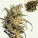 Семена конопли New York Diesel autofem. NeuroSeeds