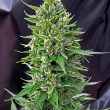 Northern Light auto feminised (NeuroSeeds)