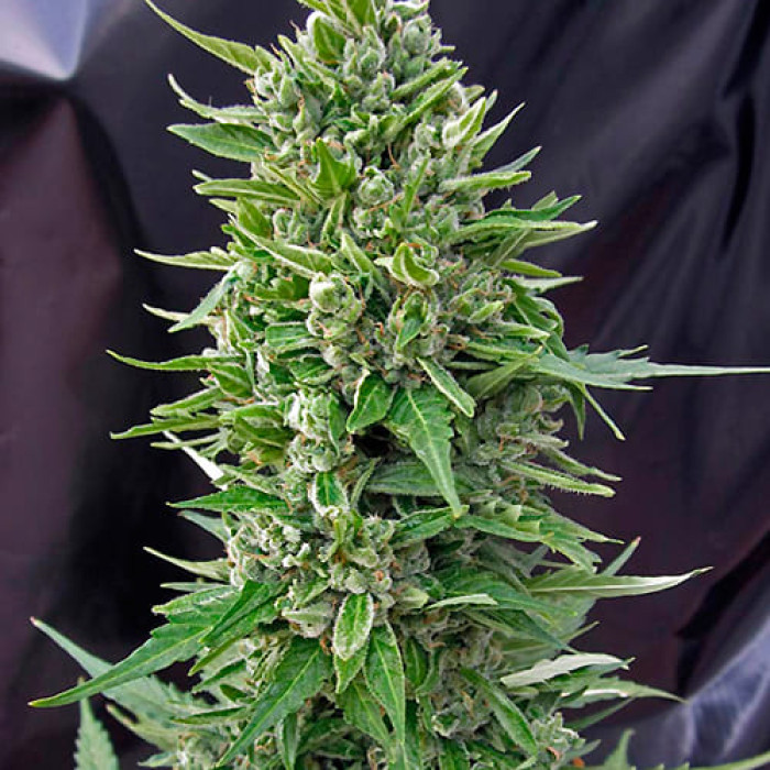 Насіння коноплі Northern Light autofem. NeuroSeeds