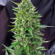 Насіння коноплі Northern Light autofem. NeuroSeeds