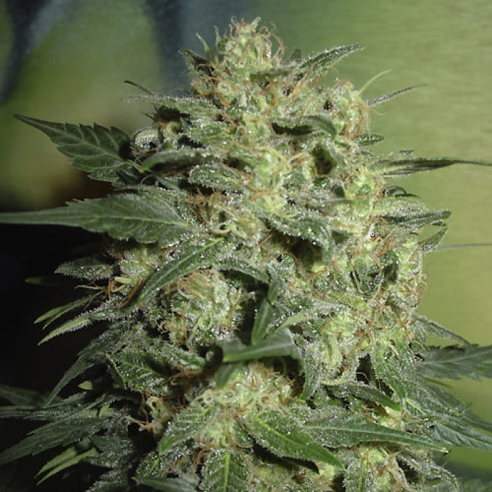 Насіння коноплі Northern Light autofem. NeuroSeeds