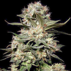 Somango auto feminised (NeuroSeeds)