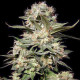 Насіння коноплі Somango autofem. NeuroSeeds
