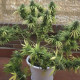 Насіння коноплі Somango autofem. NeuroSeeds