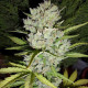 Насіння коноплі Super Skunk autofem. NeuroSeeds