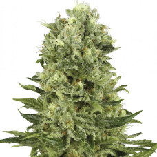 Super Skunk auto feminised (NeuroSeeds)