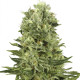 Насіння коноплі Super Skunk autofem. NeuroSeeds