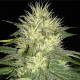 Насіння коноплі White Russian autofem. NeuroSeeds