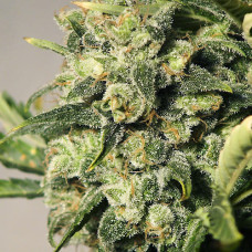 White Russian auto feminised (NeuroSeeds)
