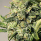 Насіння коноплі White Russian autofem. NeuroSeeds