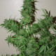 Насіння коноплі White Russian autofem. NeuroSeeds
