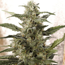 White Widow auto feminised (NeuroSeeds)