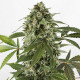 Насіння коноплі White Widow autofem. NeuroSeeds