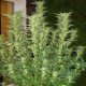 Насіння коноплі White Widow autofem. NeuroSeeds