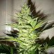 Насіння коноплі AK-47 fem. NeuroSeeds