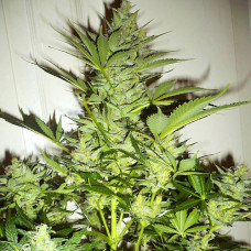 AK-47 feminised (NeuroSeeds)