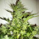 Насіння коноплі AK-47 fem. NeuroSeeds