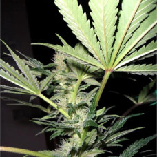 Alter Ego feminised (NeuroSeeds)