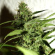 Насіння коноплі Amnesia fem. NeuroSeeds