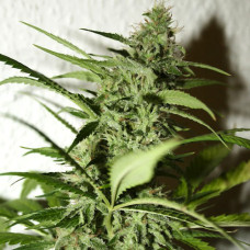Amnesia feminised (NeuroSeeds)