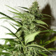 Насіння коноплі Amnesia fem. NeuroSeeds