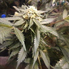 Creative Reactor feminised (NeuroSeeds)