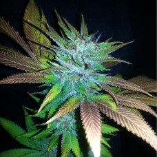 Jack Herer feminised (NeuroSeeds)